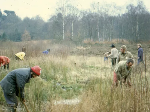 Tree pulling Hothfield Winter 1981