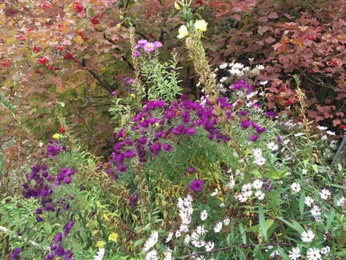 Autumn flowers in Sevenoaks