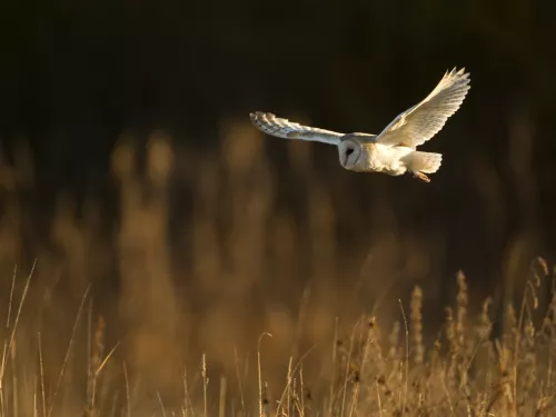 Barn owl flying in the sky at dusk