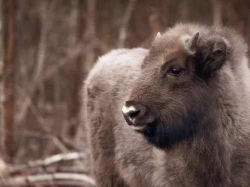 Bison calf Donovan Wright