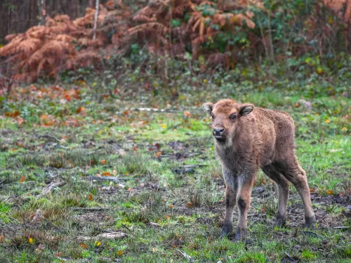 Bison calf by Tim Horton