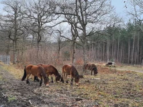 Exmoor ponies 2