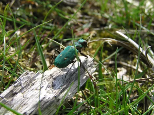 A green tiger beetle on a log at Hothfield.