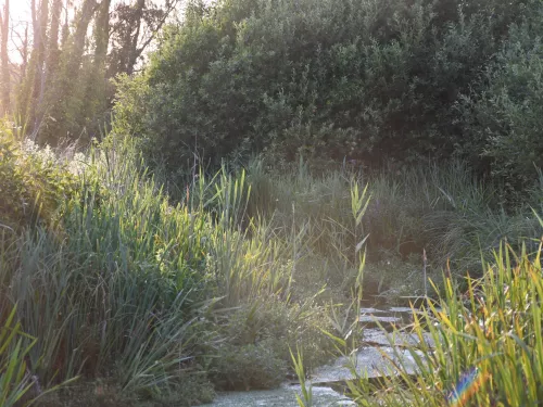 The stream and green banks at Ham Fen, Kent.