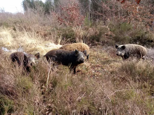 Iron-Age Pigs at West Blean and Thornden Woods