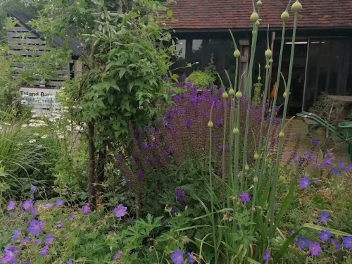 Tyland Barn Gardens showing tall allium flowers in bud in 2021