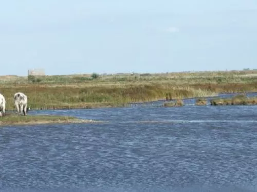 oare marshes kevin duvall