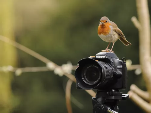 robin on a camera Jose Perafan