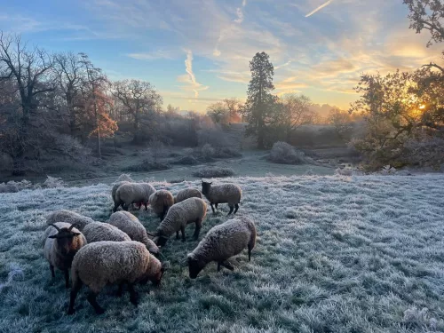 sheep snow