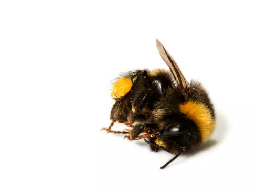 Dead bumblebee