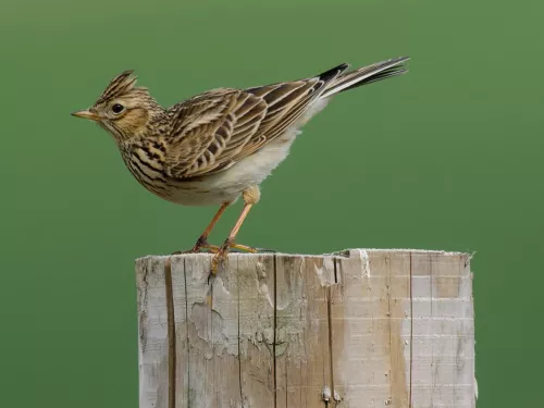 Skylark perching on a wooden post with a green background by John Bridges