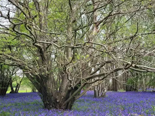 A sprawling tree amongst bluebells at Hunt's Wood.