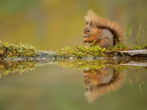 squirrel_Mark Hamblin