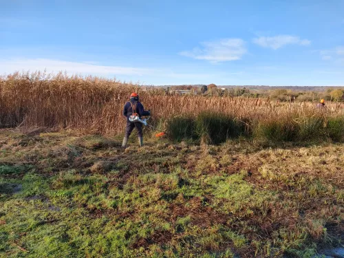 Volunteer brush cutting the scrape