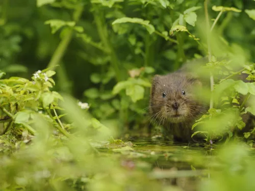 Water vole - Terry Whittaker