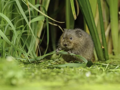 water vole. Terry Whittaker