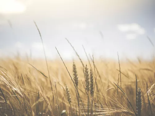 Wheat field