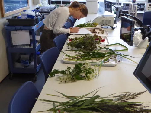 Different grasses and wildflowers in the lab for a study day.