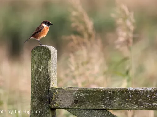 Elmley Stonechat