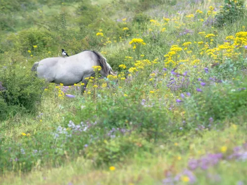 Konik grazing chalk grassland at Nemo Down