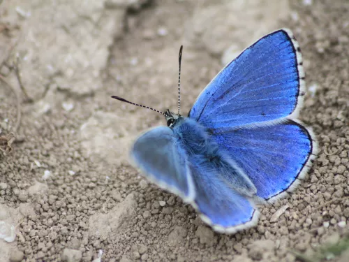 Adonis Blue Butterfly