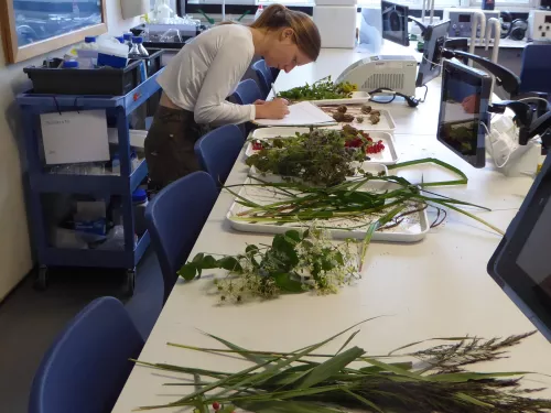 Botany study day with lots of plants laid out on a table with a screen and microscope