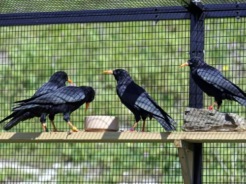 Chough aviary