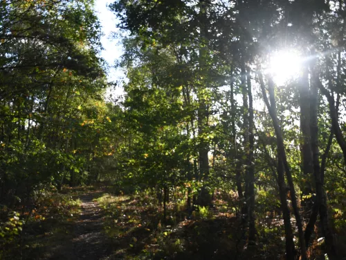 West Blean and Thorndon Woods with sun shining through the trees