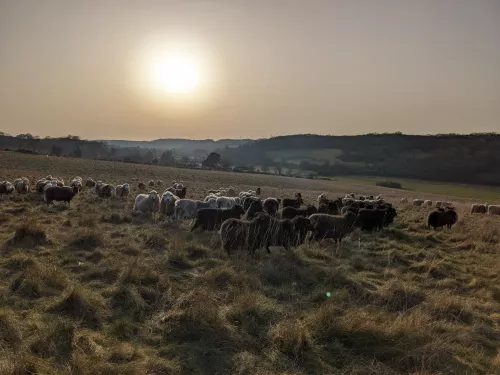 Grazing sheep at Queendown Warren 