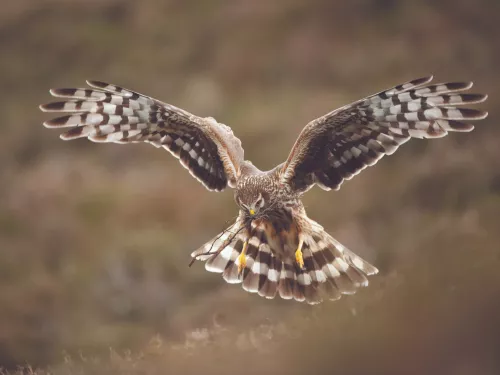 Hen harrier Circus cyaneus, adult female, Scotland, June