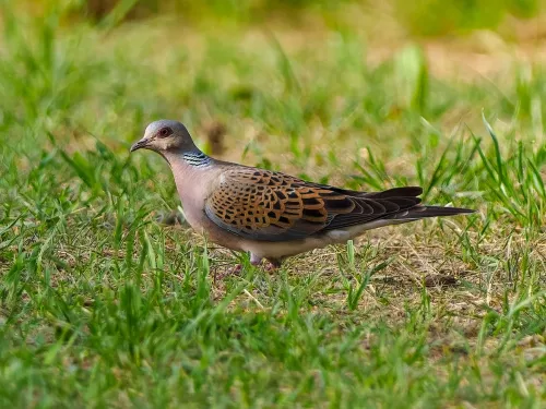 Mill Farm Marden Turtle Dove