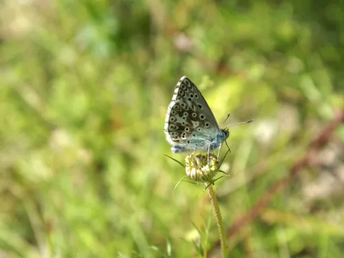 Roadside Nature Reserve Butterfly