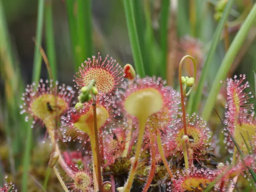 Round leaved sundew Hothfield bog2