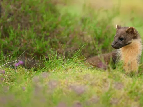 Pine marten (Martes martes), Black Isle, Scotland, UK. July 2010. 4-5 month old kit