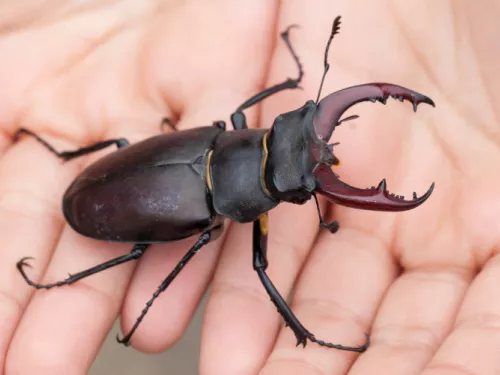 Stag Beetle in childs hand