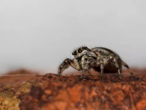 Zebra Spider