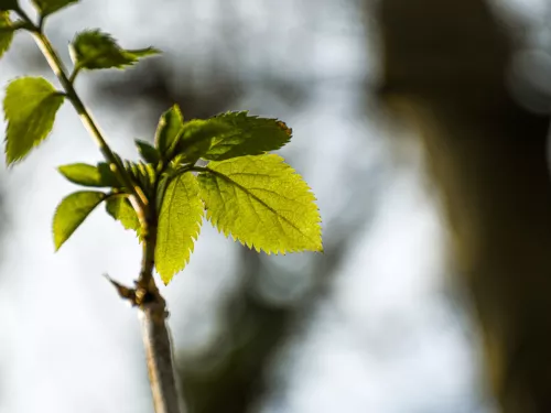 A leaf budding at Hothfield Heathlands in spring.