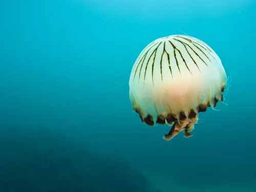 A compass jellyfish (Chrysaora hysoscella) swims over a rocky reef, Plymouth, Devon, England. English Channel.