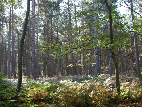 Blean Woods showing lots of thin trees and bracken as the sun shines through