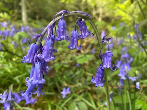 Bluebells - Greensand Commons