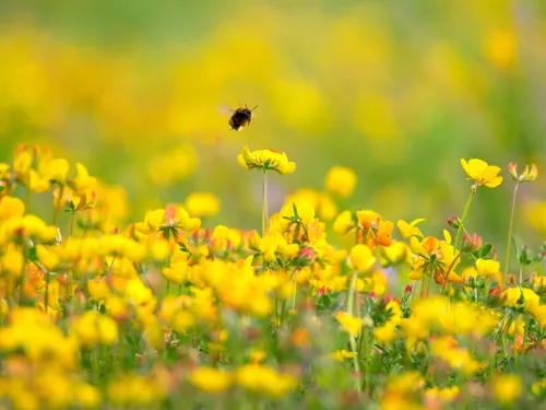 Bumblebee in Birds Foot Trefoil