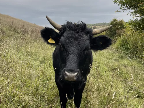 Dexter cattle looking at camera