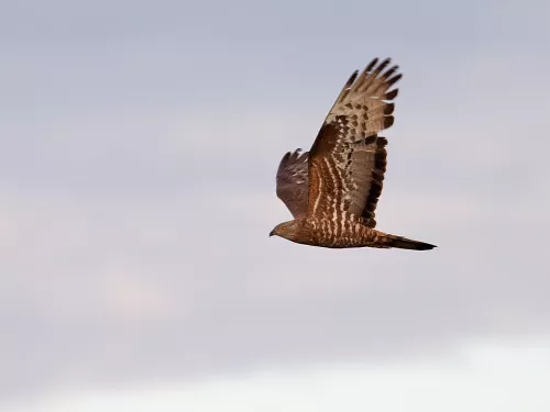 A honey buzzard in mid-flight.