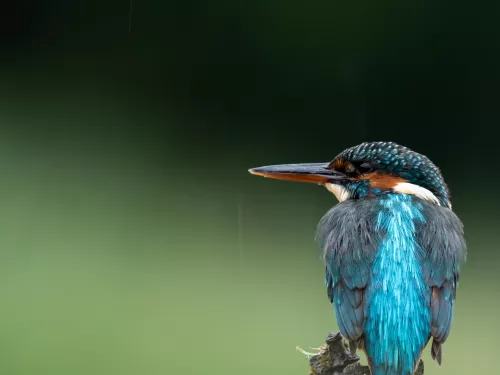 Kingfisher Galloway