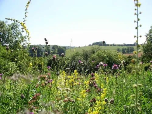 Wildflowers and grasses at Temple Ewell