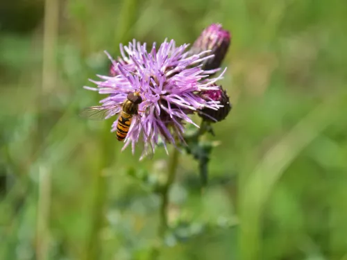 Marmalade hoverfly