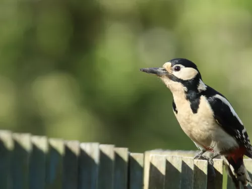 Greater spotted woodpecker sitting on a garden fence