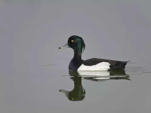 Tufted duck swimming on the water