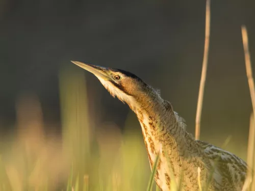 Bittern