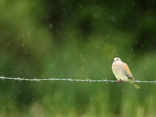 Turtle dove sitting on a barbed wire line in the rain with its chest puffed up for warmth